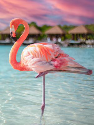 Aruba